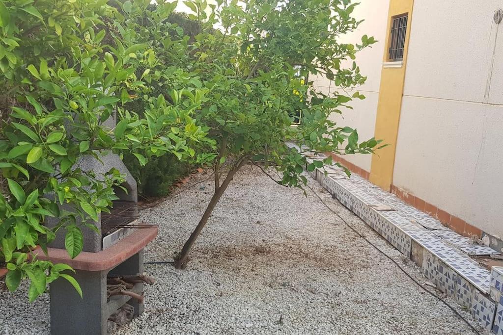 Punta Prima Bungalow Jardin Privado 托雷维耶哈 外观 照片